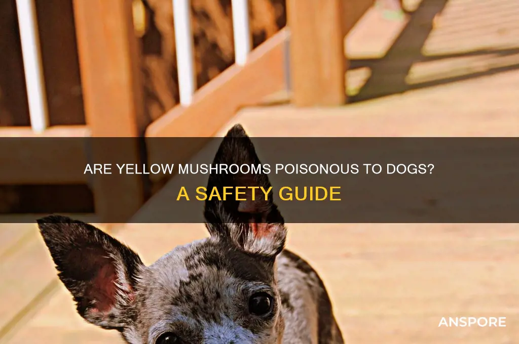 are yellow mushrooms poisonous to dogs