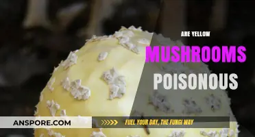 Are Yellow Mushrooms Poisonous? A Guide to Identifying Toxic Varieties