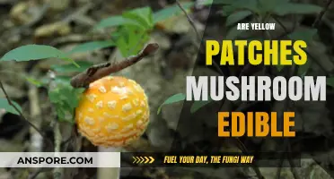 Are Yellow Patches Mushrooms Edible? A Comprehensive Guide to Identification