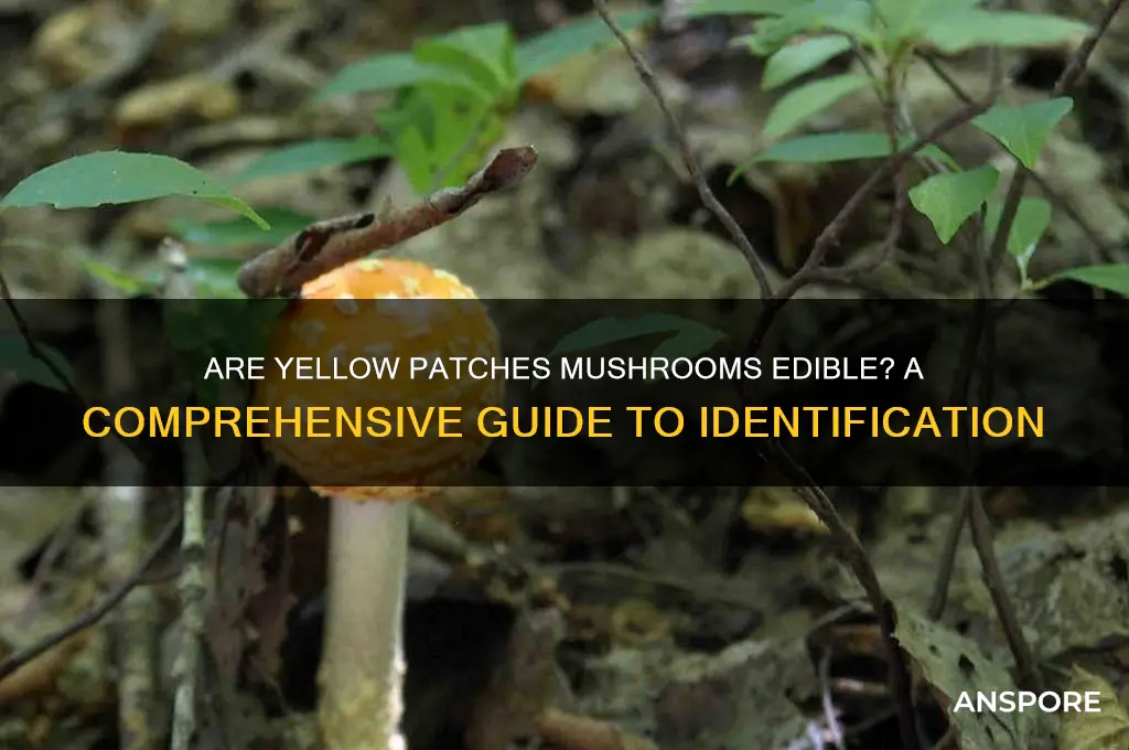 are yellow patches mushroom edible