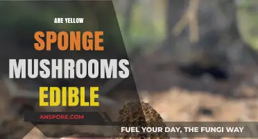 Are Yellow Sponge Mushrooms Edible? A Comprehensive Guide to Identification and Safety