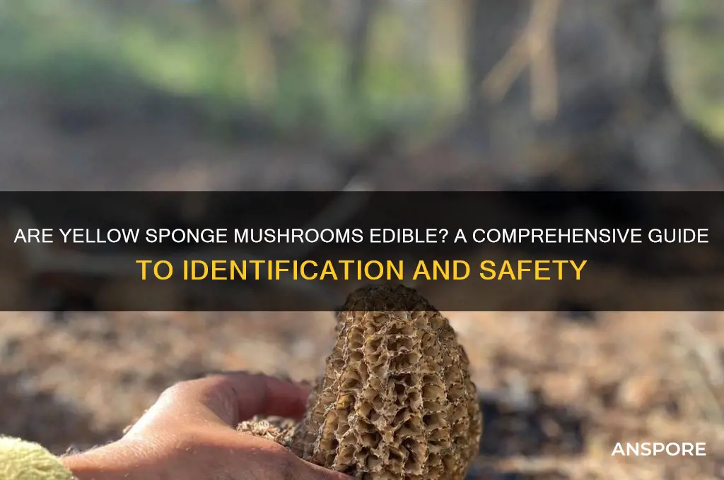 are yellow sponge mushrooms edible