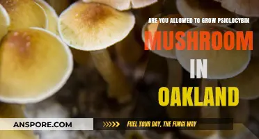 Growing Psilocybin Mushrooms in Oakland: Legal or Not?