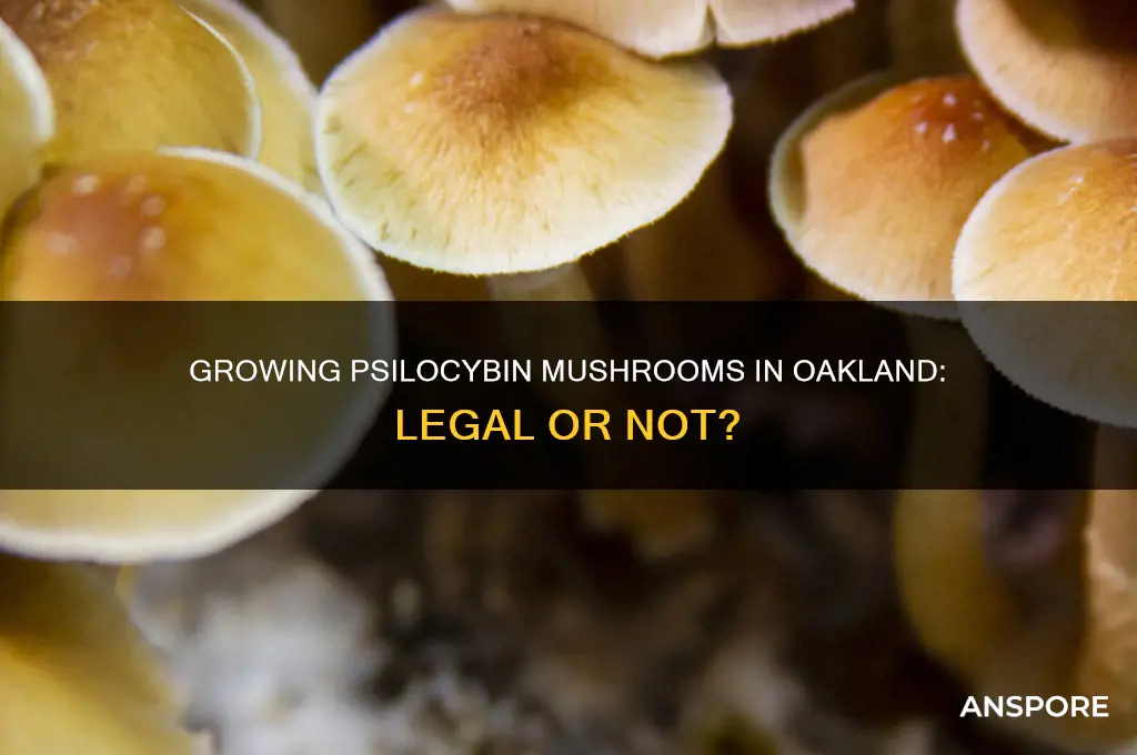 are you allowed to grow psiolocybin mushrooms in oakland
