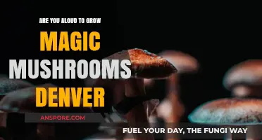 Growing Magic Mushrooms in Denver: Legal or Off-Limits?