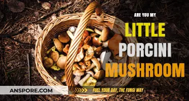 Little Porcini Mushroom: A Foraging Adventure