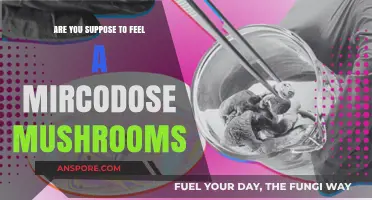 Microdosing Mushrooms: Should You Feel Anything?