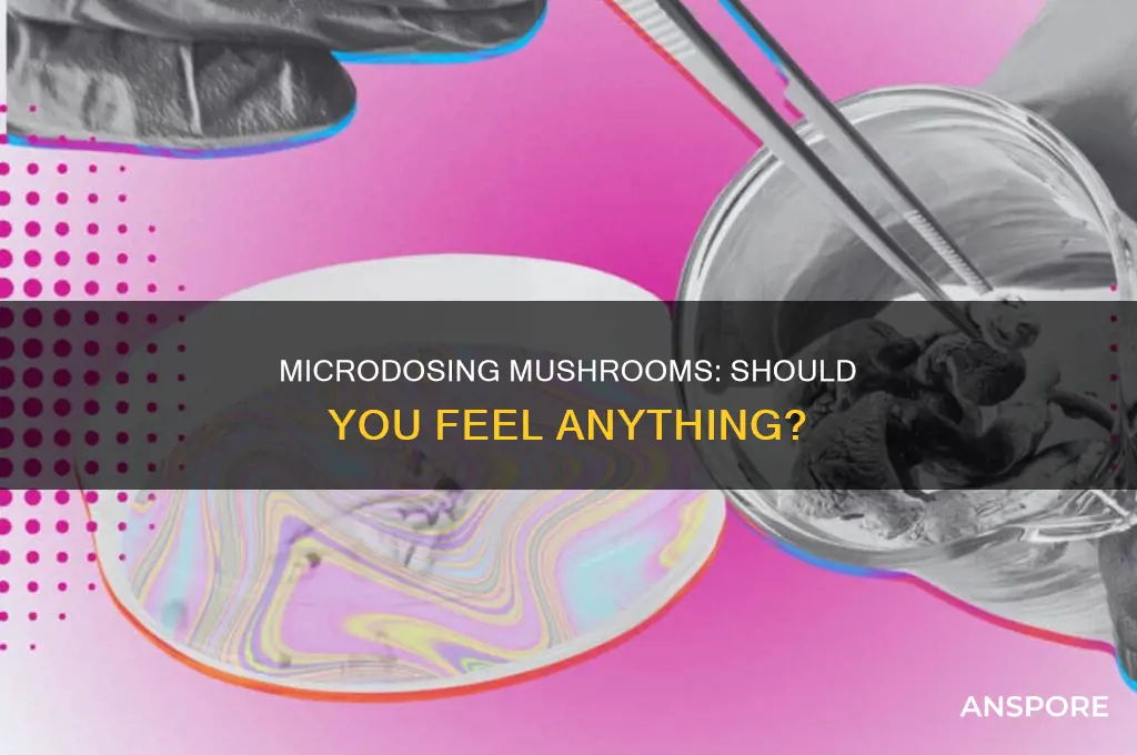 are you suppose to feel a mircodose mushrooms