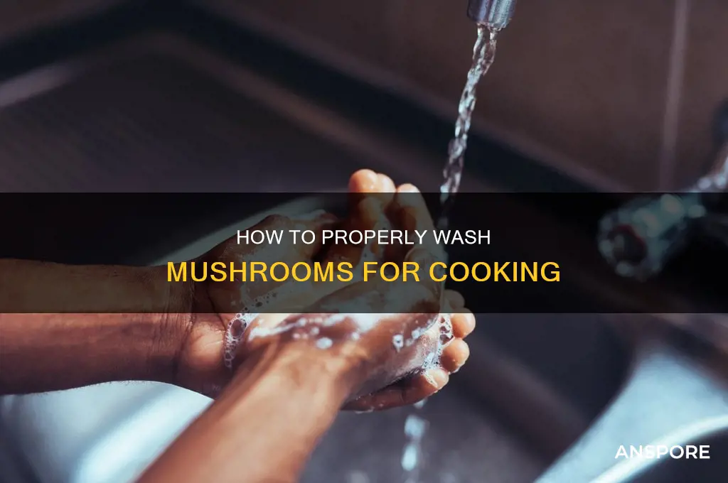 are you supposed to rinse mushrooms