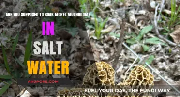 Should You Soak Morel Mushrooms in Salt Water? Expert Tips
