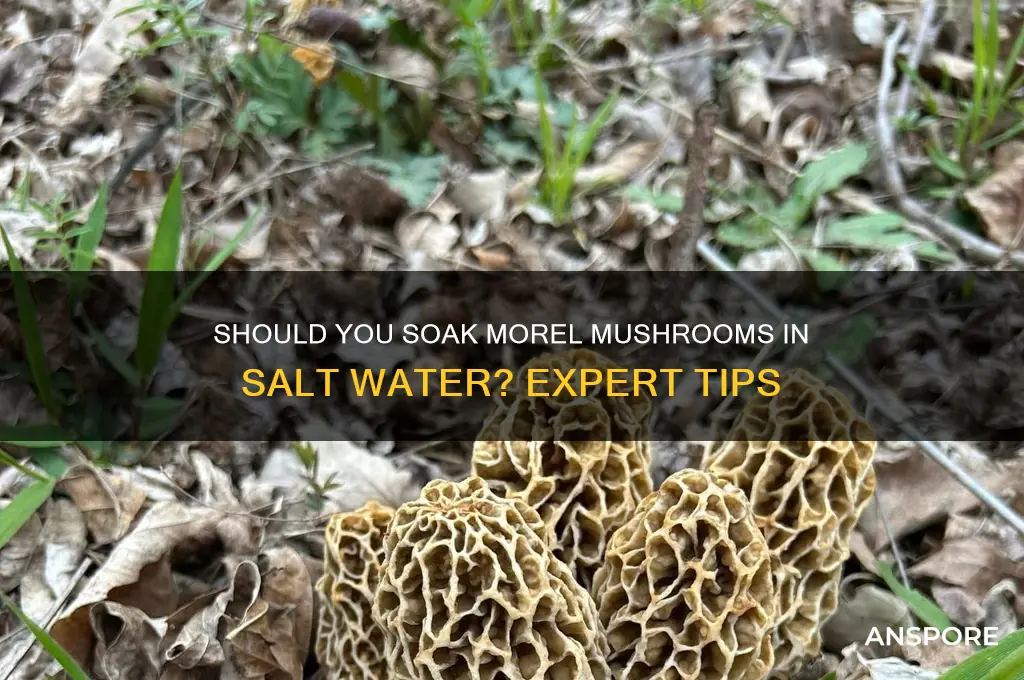 are you supposed to soak morel mushrooms in salt water
