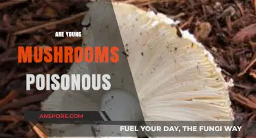 Are Young Mushrooms Poisonous? A Guide to Safe Foraging