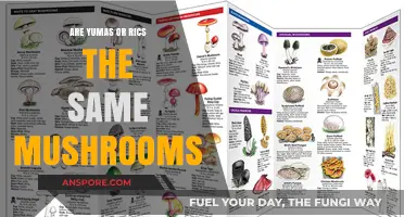 Yumas and Rics: Are They the Same Mushrooms?
