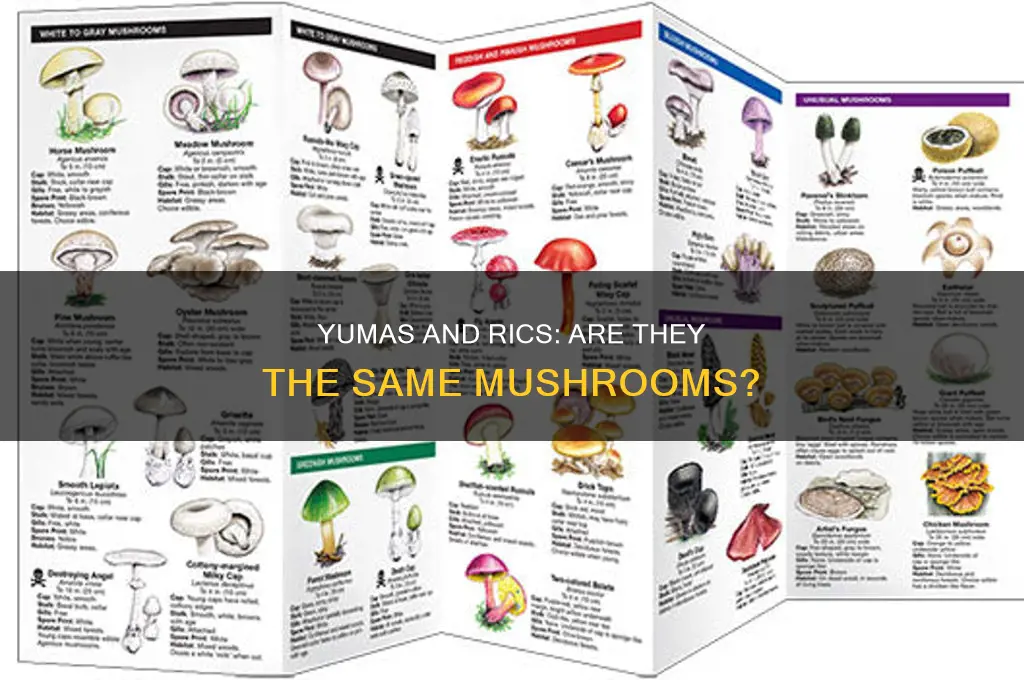 are yumas or rics the same mushrooms