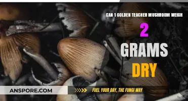 Golden Teacher Mushroom: Can One Weigh 2 Grams Dry?