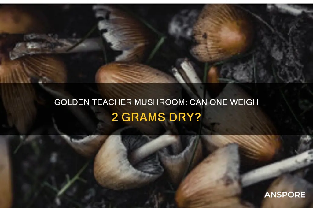 can 1 golden teacher mushroom weigh 2 grams dry