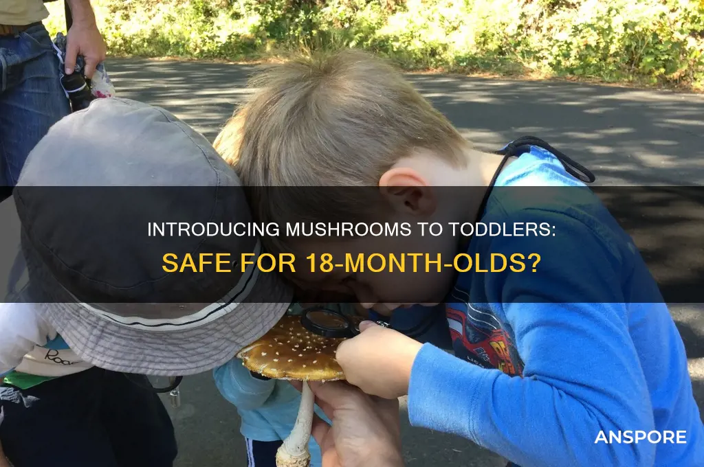 can 18 month have mushrooms