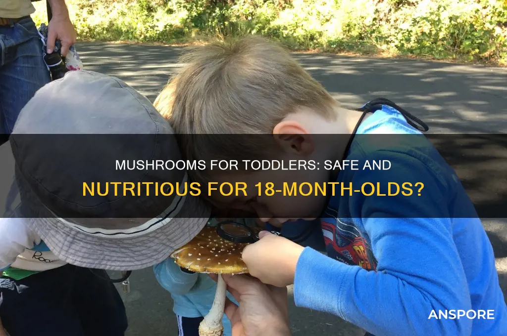 can 18 month old eat mushrooms