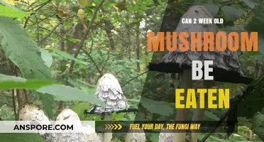 Are Two-Week-Old Mushrooms Safe to Eat? A Quick Guide