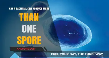 Can Bacterial Cells Form Multiple Spores? Unveiling Microbial Survival Strategies