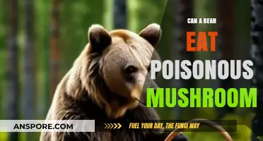 Can Bears Safely Eat Poisonous Mushrooms? Exploring Wildlife Risks