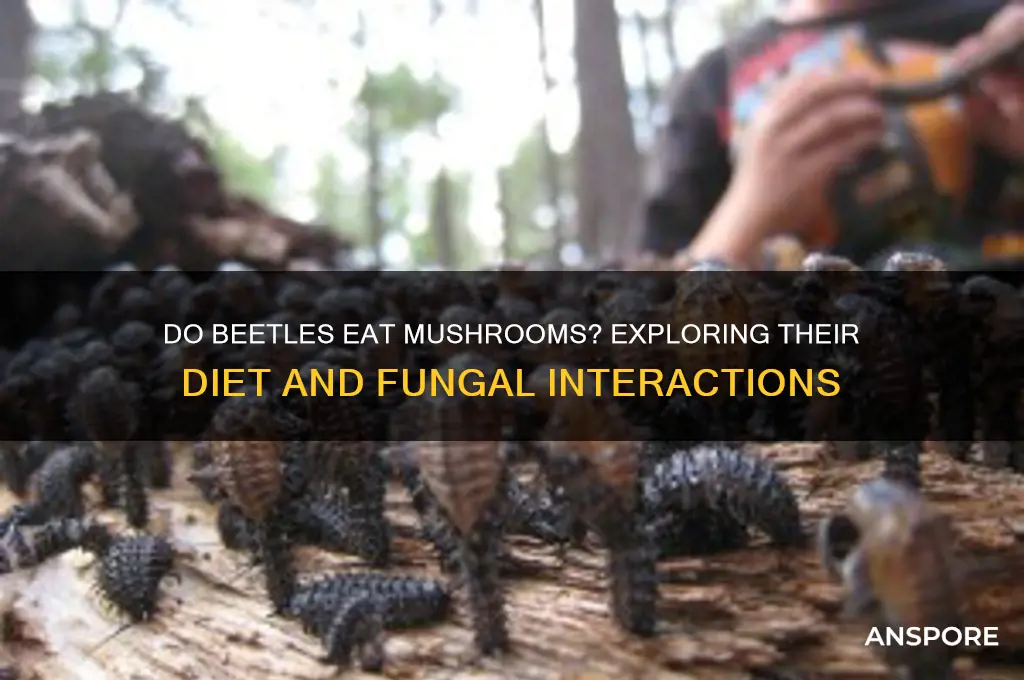 can a beetles eat mushrooms