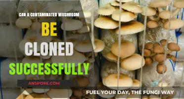 Cloning Contaminated Mushrooms: Success Possibilities and Challenges Explored