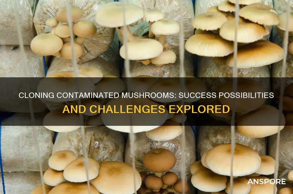 can a contaminated mushroom be cloned successfully