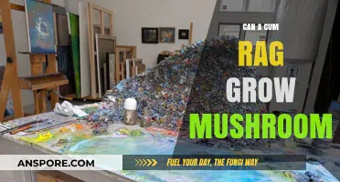 Can a Cum Rag Grow Mushrooms? Unveiling the Truth