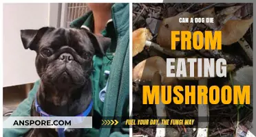 Can Dogs Die from Eating Mushrooms? Risks and Prevention Tips