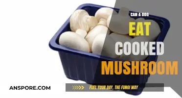 Can Dogs Eat Cooked Mushrooms? Safety Tips for Pet Owners