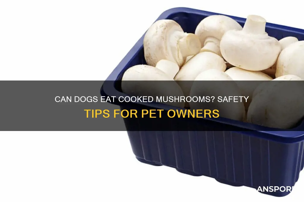 can a dog eat cooked mushrooms