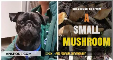 Can Dogs Safely Eat Mushrooms? Risks and Symptoms Explained