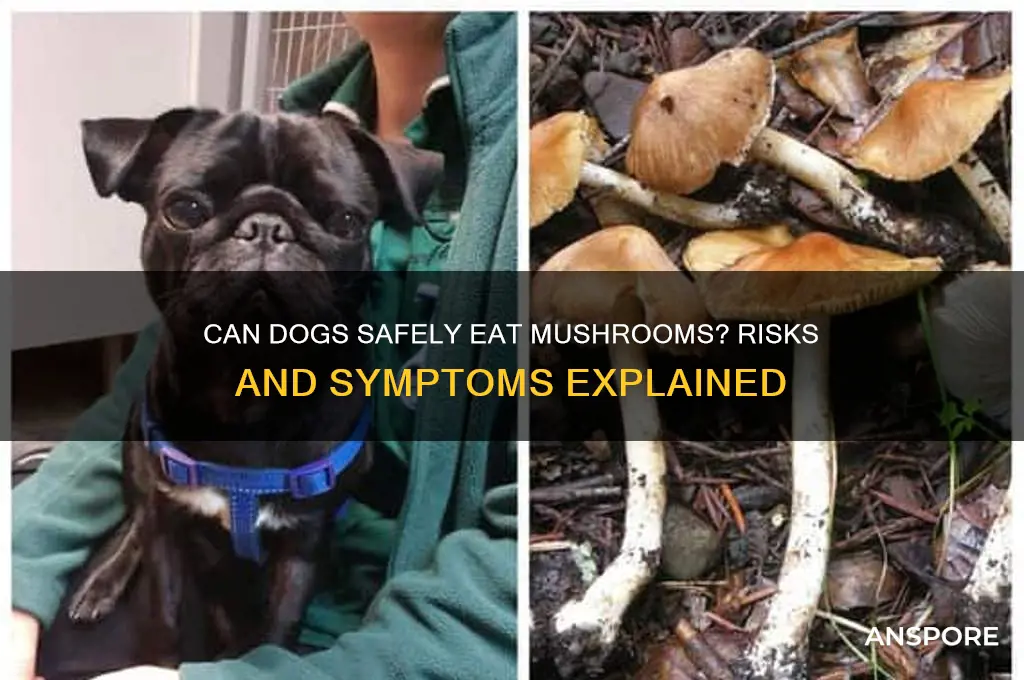 can a dog get sick from a small mushroom