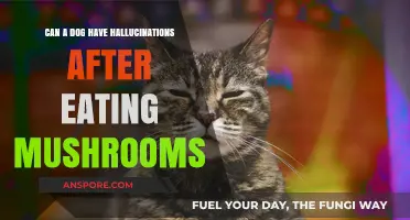 Can Dogs Hallucinate? Mushroom Risks and Symptoms to Watch For