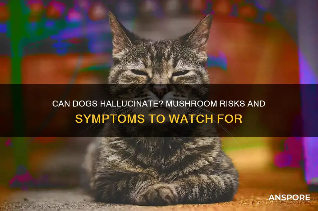 can a dog have hallucinations after eating mushrooms