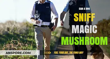 Can Dogs Detect Magic Mushrooms? Exploring Canine Scent Abilities