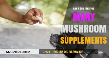 Mushroom Supplements for Dogs: Safe Dosage or Potential Overdose Risk?