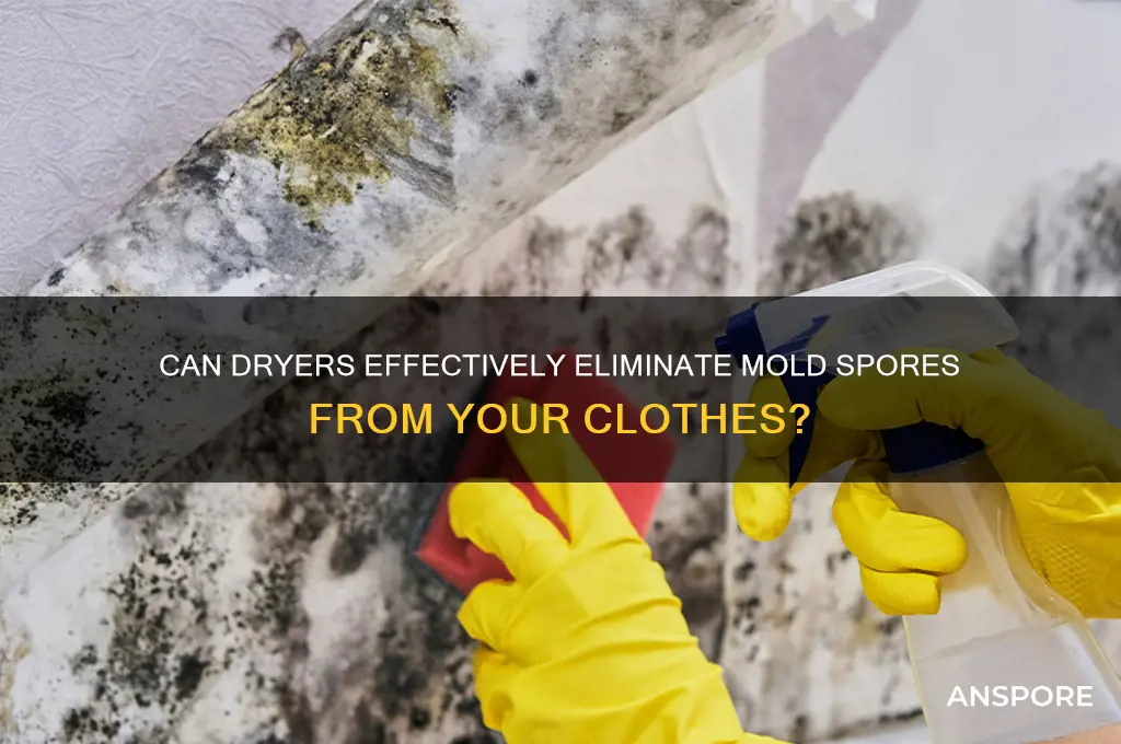 can a dryer kill mold spores