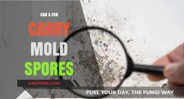 Can Fans Spread Mold Spores? Understanding the Risks and Prevention