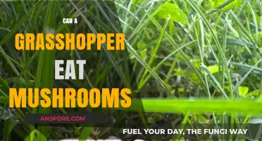 Can Grasshoppers Safely Consume Mushrooms? Exploring Their Dietary Habits