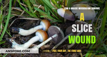 Magic Mushroom Resilience: Surviving Slice Wounds and Healing Mechanisms