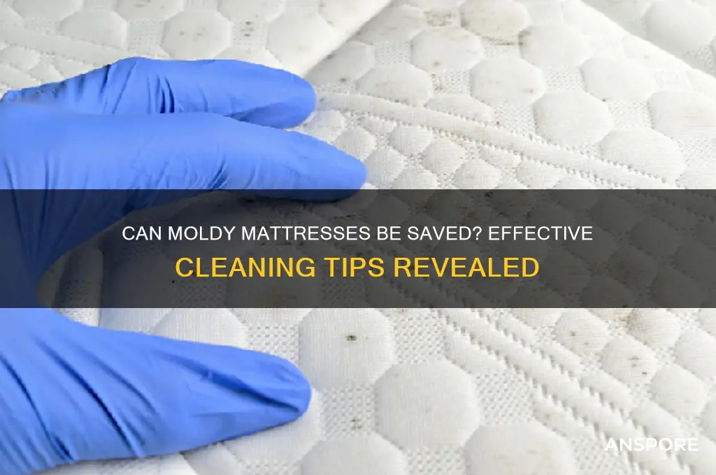 can a mattress with mold spores be cleaned