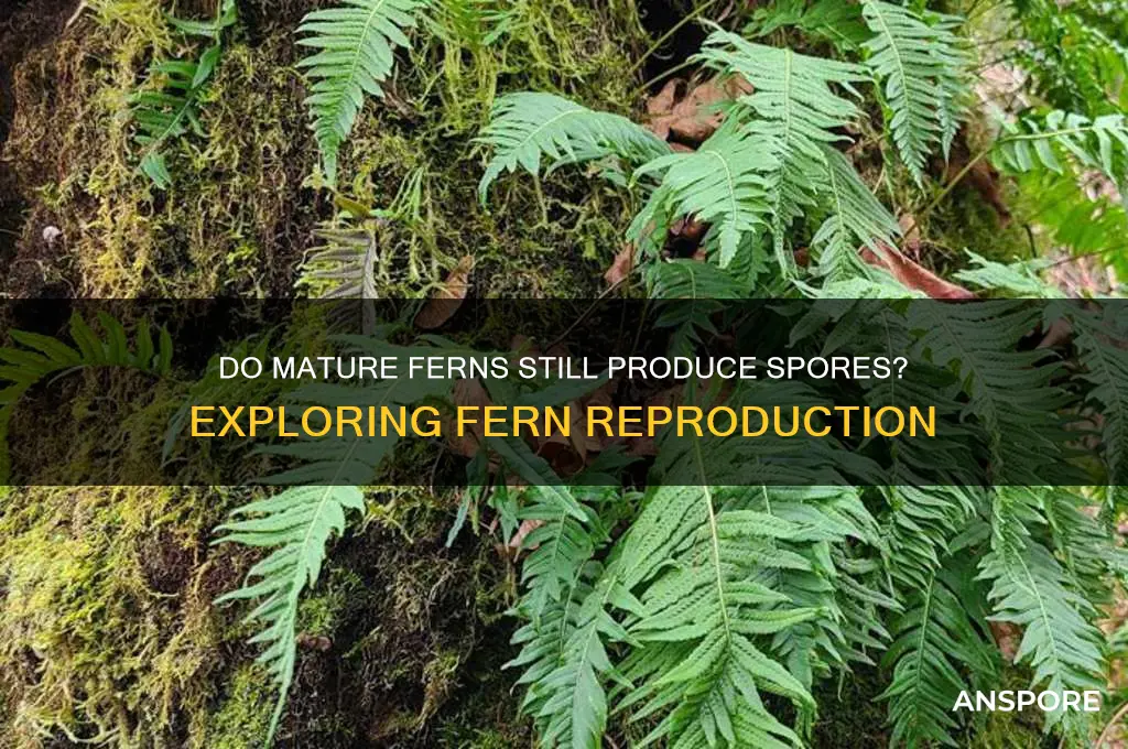 can a mature fern produce spores