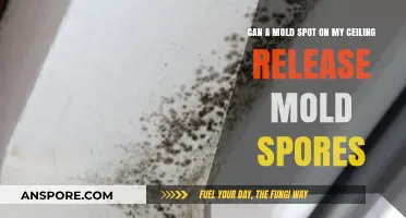 Can Ceiling Mold Spots Release Harmful Spores? Find Out Here