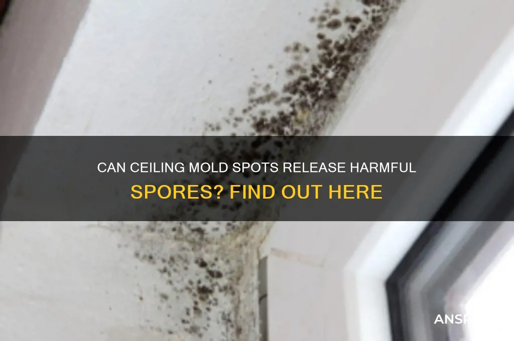 can a mold spot on my ceiling release mold spores
