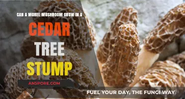 Can Morel Mushrooms Thrive in Cedar Tree Stumps? Exploring Growth Possibilities