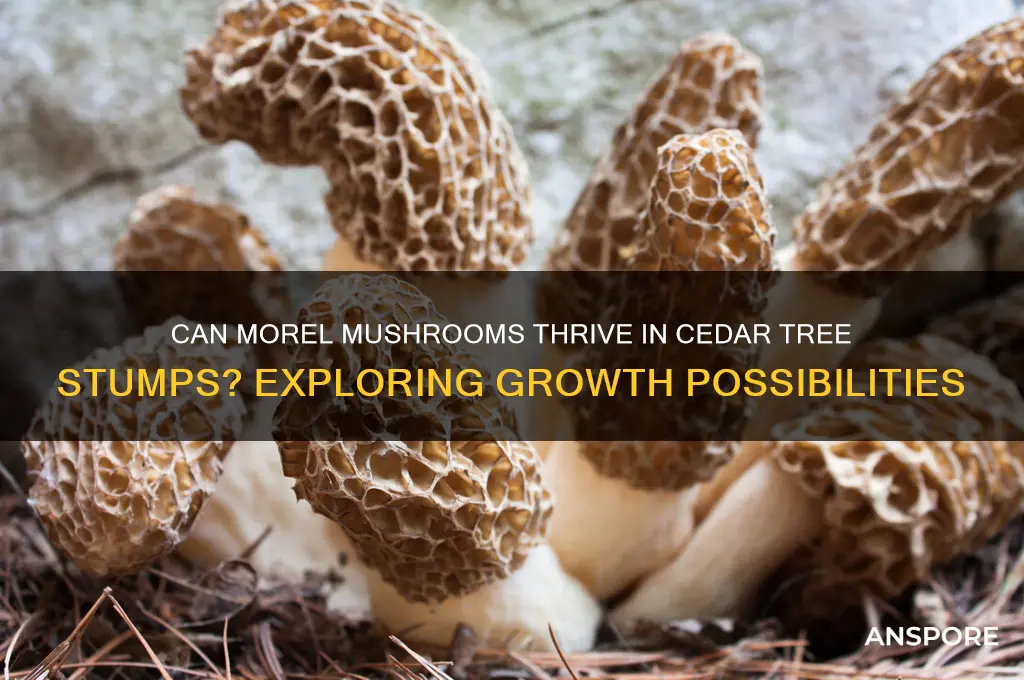 can a morel mushroom grow in a cedar tree stump