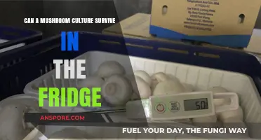 Can Mushroom Cultures Thrive in Your Fridge? A Survival Guide