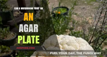 Can Mushrooms Fruit on Agar Plates? Exploring Fungal Growth Techniques